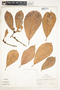 Pouteria aff. durlandii (Standl.) Baehni, Peru, R. B. Foster 5569, F