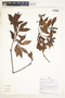 Gaiadendron punctatum (Ruíz & Pav.) G. Don, Peru, B. Boyle 4609, F
