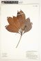 Mezilaurus palcazuensis van der Werff, Peru, G. S. Hartshorn 2945, F