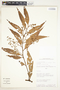 Nectandra cuspidata Nees & Mart., Peru, H. van der Werff 8271, F