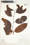 Lecythis pisonis subsp. usitata S. A. Mori & Prance, Peru, A. H. Gentry 20671, F