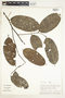 Lecythidaceae, Peru, A. H. Gentry 25207, F