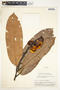 Eschweilera gigantea (R. Knuth) J. F. Macbr., Peru, J. J. Wurdack 2526, F
