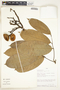 Eschweilera coriacea (DC.) S. A. Mori, Peru, R. B. Foster 9513, F