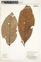 Nectandra reflexa Rohwer, Peru, G. S. Hartshorn 2846, F