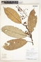 Pleurothyrium bifidum Nees, Ecuador, K. Romoleroux 3302, F