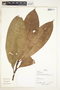 Pleurothyrium Nees, Peru, P. Nuñez 15133, F