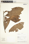 Pleurothyrium Nees, Bolivia, A. H. Gentry 70514, F