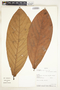 Pleurothyrium Nees, Bolivia, A. H. Gentry 70493, F