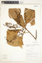 Pleurothyrium cf. poeppigii Nees, Peru, R. B. Foster 10642, F