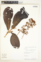 Pleurothyrium cuneifolium Nees, Peru, W. Pariona 63, F