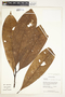 Pleurothyrium poeppigii Nees, Peru, C. Sobrevila 1846, F