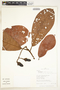 Pleurothyrium vasquezii van der Werff, Peru, R. B. Foster 11719, F