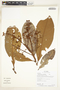 Pleurothyrium cuneifolium Nees, Ecuador, G. Villa 796, F