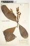 Pleurothyrium cuneifolium Nees, Peru, G. Klug 3195, F