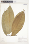 Eschweilera coriacea (DC.) S. A. Mori, Peru, A. H. Gentry 25954, F