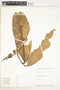 Eschweilera andina (Rusby) J. F. Macbr., Peru, W. Pariona 58, F
