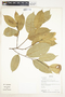 Eschweilera albiflora (DC.) Miers, Bolivia, L. Vargas 812, F