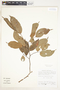Eschweilera chartaceifolia S. A. Mori, Peru, R. E. Spichiger 4016, F