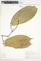 Eschweilera coriacea (DC.) S. A. Mori, Peru, A. H. Gentry 26007, F
