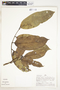 Eschweilera coriacea (DC.) S. A. Mori, Peru, A. H. Gentry 25924, F