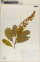 Vochysia hondurensis Sprague, Guatemala, Aguilar 9871, F
