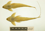 104396:Spatuloricaria:2::::Loricariidae:268:DJS81-74:South America:Ecuador; left ventral view with scale bar