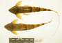 104396:Spatuloricaria:2::::Loricariidae:268:DJS81-74:South America:Ecuador; left dorsal view with scale bar