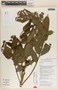 Dysoxylum parasiticum (Osbeck) Kosterm., Papua New Guinea, W. Takeuchi 6995, F