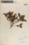 Owenia venosa F. Muell., Australia, J. Clemens 69, F