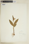 Cypripedium candidum image