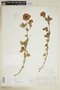Trifolium reflexum L., U.S.A., H. F. Munroe, F