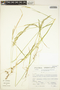 Peyritschia deyeuxioides (Kunth) Finot, Peru, S. Llatas Quiroz 4085, F