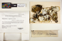 The complete conversion and digitization of the Field Museum's Lichen collection: Working towards a networking hub of lichen specimen and taxonomic data | Dictyonema C. Agardh ex Kunth, Peru, H. T. Lumbsch 19304, F
