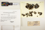 The complete conversion and digitization of the Field Museum's Lichen collection: Working towards a networking hub of lichen specimen and taxonomic data | Collema Weber ex F. H. Wigg., H. T. Lumbsch 19337c, F