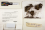 The complete conversion and digitization of the Field Museum's Lichen collection: Working towards a networking hub of lichen specimen and taxonomic data | Dictyonema C. Agardh ex Kunth, H. T. Lumbsch 19375j, F