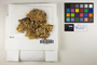The complete conversion and digitization of the Field Museum's Lichen collection: Working towards a networking hub of lichen specimen and taxonomic data | Pseudocyphellaria glabra (Hook. f. & Taylor) C. W. Dodge, F. Grewe 4268, F