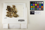 The complete conversion and digitization of the Field Museum's Lichen collection: Working towards a networking hub of lichen specimen and taxonomic data | Pseudocyphellaria glabra (Hook. f. & Taylor) C. W. Dodge, T. J. Widhelm 4395, F
