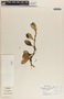 Peperomia obtusifolia (L.) A. Dietr., Nicaragua, J. T. Atwood 465, F