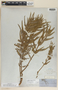 Asclepias brachystephana Engelm. ex Torr., Mexico, C. Wright 1692, F