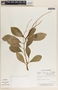 Peperomia obtusifolia (L.) A. Dietr., Nicaragua, P. P. Moreno 1835, F