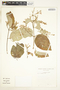 Banisteriopsis muricata (Cav.) Cuatrec., Bolivia, S. G. Beck 16648, F