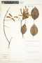 Banisteriopsis muricata (Cav.) Cuatrec., Peru, A. H. Gentry 43589, F