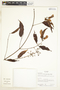 Diplopterys pubipetala (A. Juss.) W. R. Anderson & C. Davis, Ecuador, R. J. Burnham 1859, F