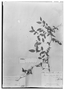 Field Museum photo negatives collection; Madrid specimen of Celtis integrifolia Lam., Brazil, C. Gaudichaud 1734, MA