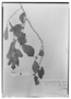 Field Museum photo negatives collection; Madrid specimen of Celtis alnifolia (Wedd.) Planch., Brazil, H. A. Weddell 3028, Isotype, MA