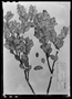 Field Museum photo negatives collection; Paris specimen of Gaultheria serrulata Danguy et al., Ecuador, Rivet, Type [status unknown], P