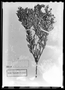 Field Museum photo negatives collection; Paris specimen of Andromeda bracamorensis Kunth, Colombia, F. W. H. A. von Humboldt, Holotype, P