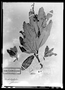 Field Museum photo negatives collection; Paris specimen of Arctostaphylos glaucescens Kunth, Mexico, F. W. H. A. von Humboldt, Holotype, P