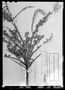 Field Museum photo negatives collection; Paris specimen of Vaccinium acuminatum Kunth, Colombia, F. W. H. A. von Humboldt, Holotype, P